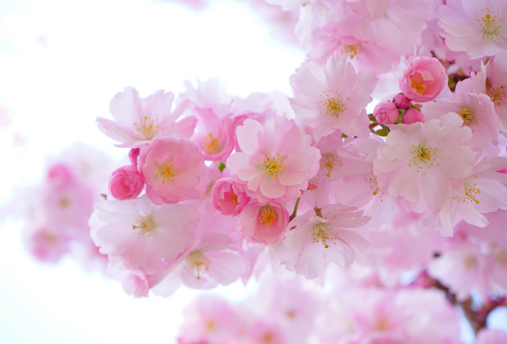 shutterstock_108093902